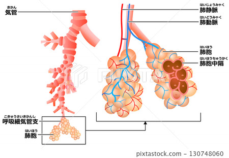 肺支氣管的細節 130748060