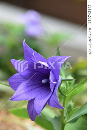 Double-flowered bellflower / Double-flowered purple bellflower (dwarf, medium-sized shrub) Double-flowered bellflower / Double-flowered purple bellflower (dwarf, medium-sized shrub) 130748105