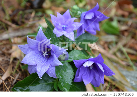 Double-flowered bellflower / Double-flowered purple bellflower (dwarf, medium-sized shrub) Double-flowered bellflower / Double-flowered purple bellflower (dwarf, medium-sized shrub) 130748106