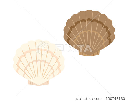 Set of brown and white scallop illustrations 130748180