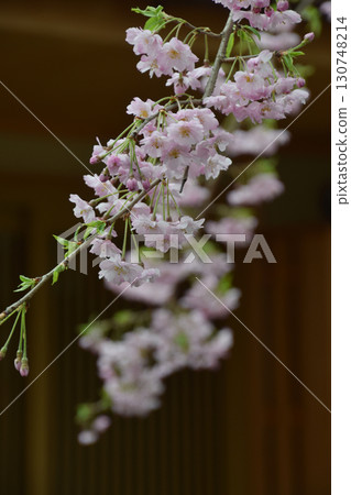 Double weeping cherry blossoms blooming at the entrance of a Japanese house Double weeping cherry blossoms blooming at the entrance of a Japanese house 130748214