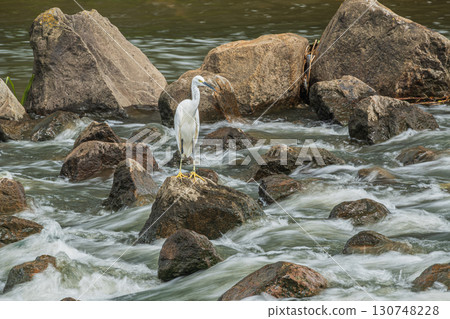 白鷺鷥(小白鷺)枚方市天野川 白鷺鷥(小白鷺)枚方市天野川 130748228