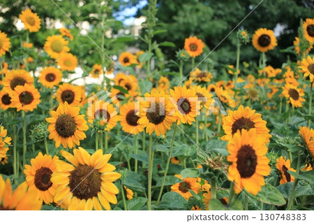 日內瓦花壇盛開的向日葵營造出和諧的城市綠地 130748383