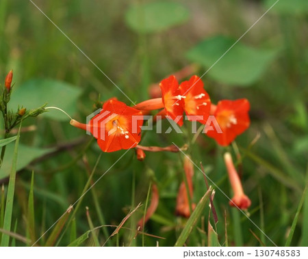 Flowers of Marvallou Flowers of Marvallou 130748583