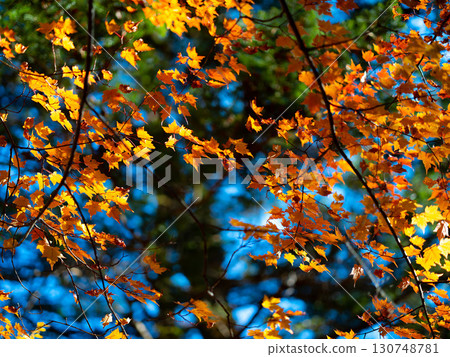 Maple leaves which turned red leaves Maple leaves which turned red leaves 130748781