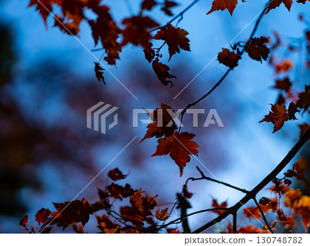 Autumn leaves Autumn leaves 130748782