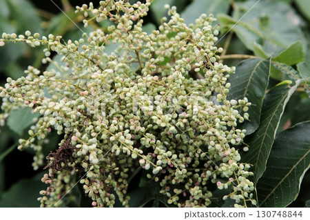 白色漆樹果實 130748844