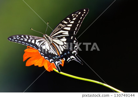 A swallowtail butterfly with beautiful wing patterns 130749144