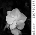 一朵白花與雨滴的特寫鏡頭 130749168