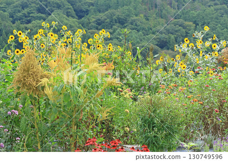 Ikeda Town Herb Station Flower and Herb Garden 130749596