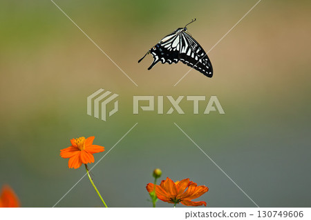 Swallowtail butterfly flying around the flower Swallowtail butterfly flying around the flower 130749606
