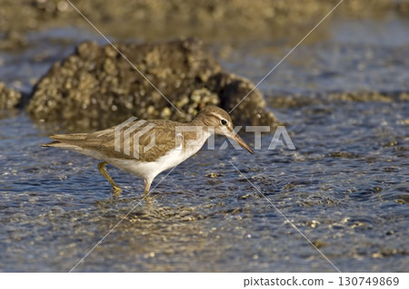 Spotted Sandpiper, Actitis macularius, wading in marsh Spotted Sandpiper, Actitis macularius, wading in marsh 130749869