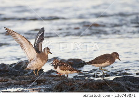 Surfbird, Aphriza virgata, pair with Ruddy Turnstone 130749871
