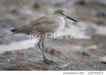 Willet, Tringa semipalmata, close view Willet, Tringa semipalmata, close view 130749872