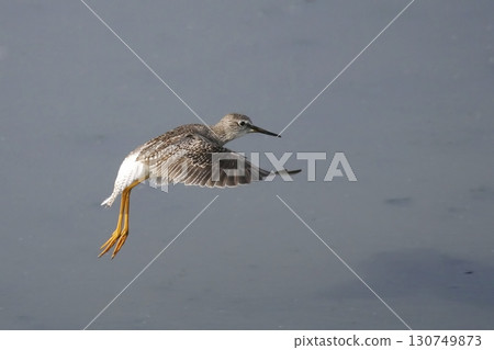 Lesser Yellowlegs, Tringa flavipes, flying into land Lesser Yellowlegs, Tringa flavipes, flying into land 130749873