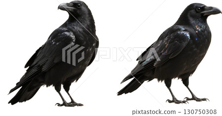 現實烏鴉 130750308