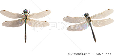Dragonfly with wings spread Dragonfly with wings spread 130750333