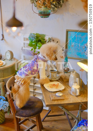 雜貨店裡買的一隻可愛的玩具貴賓犬 130750919