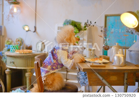 一隻玩具貴賓犬在可愛的雜貨店裡玩耍 130750920