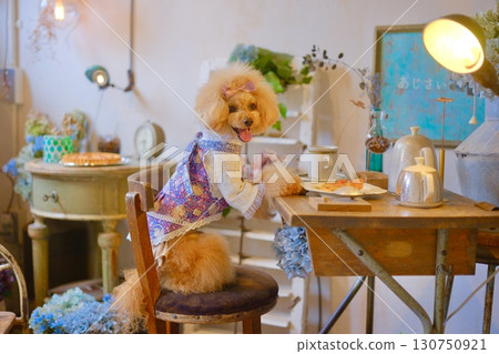 一隻玩具貴賓犬在可愛的雜貨店裡玩耍 130750921