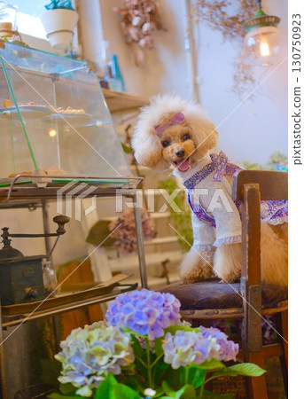 A toy poodle gazing at hydrangeas 130750923