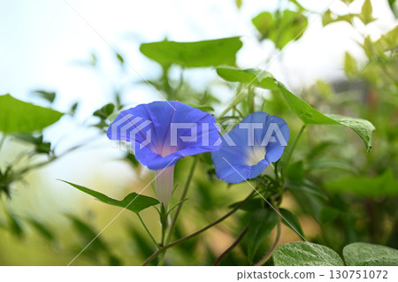初秋的牽牛花 130751072