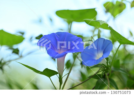 初秋的牽牛花 130751073