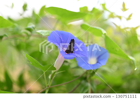 Morning glory and butterfly, Japanese skipperch 130751111