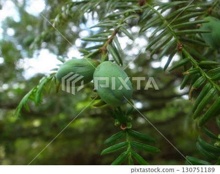 Kaya fruit Kaya fruit 130751189