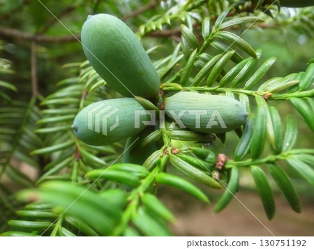 Kaya fruit Kaya fruit 130751192