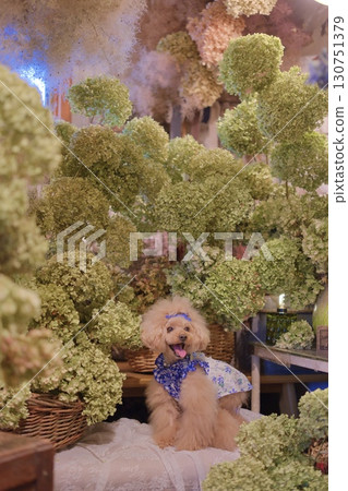 A toy poodle surrounded by dried hydrangea flowers A toy poodle surrounded by dried hydrangea flowers 130751379