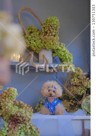 一隻玩具貴賓犬被乾繡球花包圍 一隻玩具貴賓犬被乾繡球花包圍 130751383