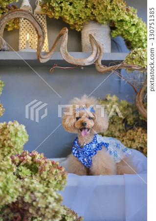 一隻玩具貴賓犬被乾繡球花包圍 一隻玩具貴賓犬被乾繡球花包圍 130751385