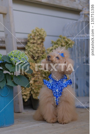 一隻玩具貴賓犬被乾繡球花包圍 一隻玩具貴賓犬被乾繡球花包圍 130751386