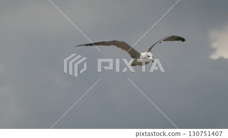 The majestic figure of a seagull flapping its white wings and flying in the blue sky 9 130751407