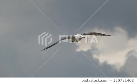 Flapping white wings, the majestic figure of a seagull flying in the blue sky 8 Flapping white wings, the majestic figure of a seagull flying in the blue sky 8 130751408