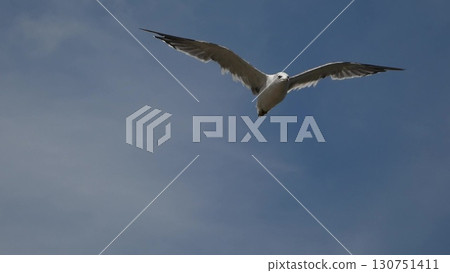 The majestic figure of a seagull flapping its white wings and flying in the blue sky 5 130751411