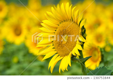 Towards the Sun Towards the Sun 130751644