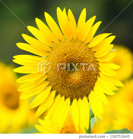 Towards the Sun 130751645