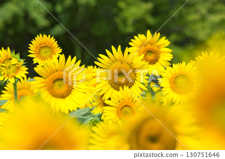 Towards the Sun Towards the Sun 130751646