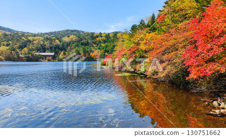 Shirakoma pond in autumn 130751662