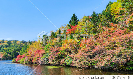 Shirakoma pond in autumn Shirakoma pond in autumn 130751666
