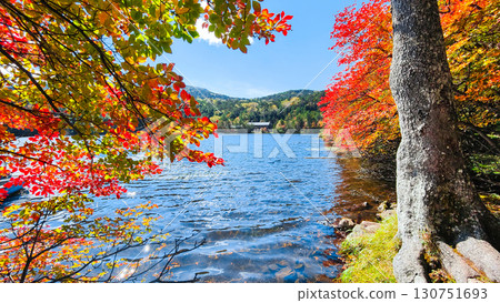 Shirakoma pond in autumn Shirakoma pond in autumn 130751693