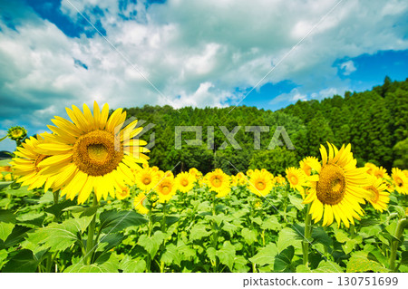 向著太陽 130751699