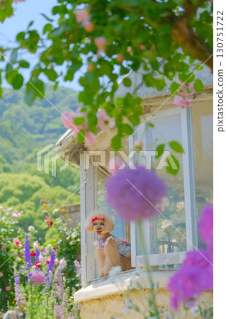 玩具貴賓犬在玫瑰園玩耍 130751722