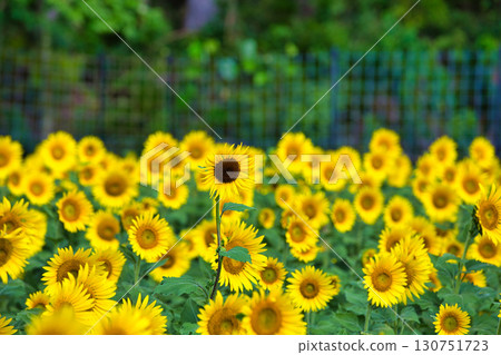 Towards the Sun 130751723