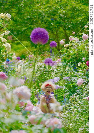 Toy poodle playing in the rose garden 130751731