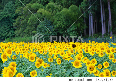 Towards the Sun Towards the Sun 130751732