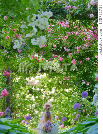 Toy poodle playing in the rose garden Toy poodle playing in the rose garden 130751735