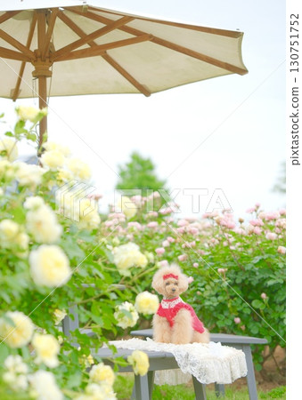 Toy poodle playing in the rose garden Toy poodle playing in the rose garden 130751752